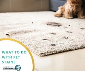 What To Do With Pet Stains