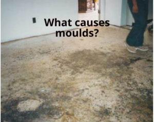 What Causes Moulds? What Causes Moulds?