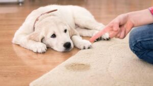 How to Remove Pet Urine from Carpet